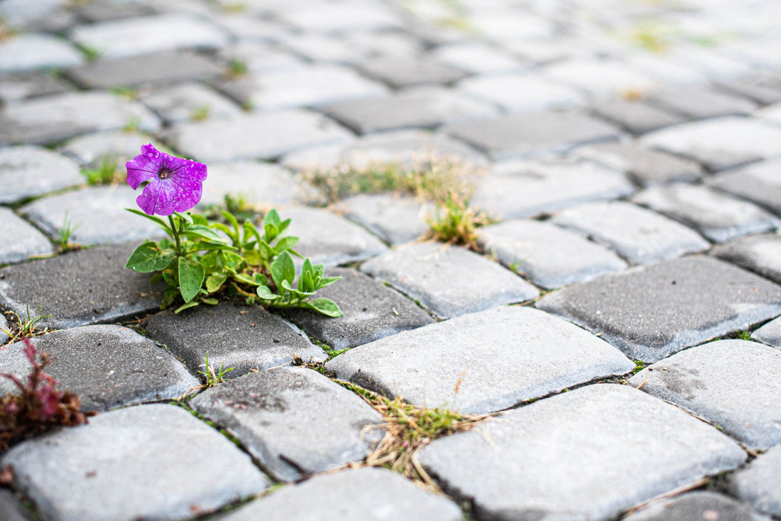 Creating to Feel Grounded - The Creative Life Series (3)