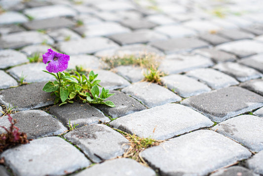 Creating to Feel Grounded - The Creative Life Series (3)